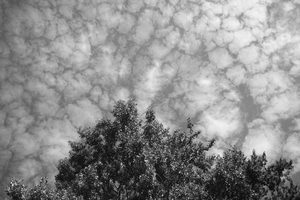 schafswolken über einem baum